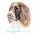 Springer Spaniel