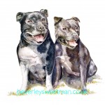 Staffies