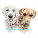 Retrievers watercolour painting Retrievers watercolour painting