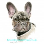 French Bull Dog watercolour painting French Bull Dog watercolour painting