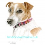 Jack Russell Dog watercolour painting Jack Russell Dog watercolour painting