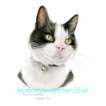 Black & White Cat watercolour painting Black & White Cat watercolour painting