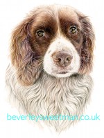 Springer Spaniel watercolour painting Springer Spaniel watercolour painting