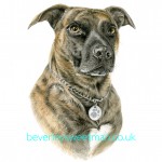 Brindle dog watercolour painting Brindle dog watercolour painting