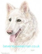 White German Shepherd Dog watercolour painting White German Shepherd Dog watercolour painting