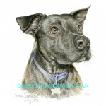 Dog watercolour painting Dog watercolour painting