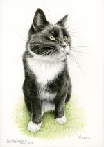 Black and white cat watercolour painting Black and white cat watercolour painting