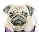 Pug watercolour painting Pug watercolour painting
