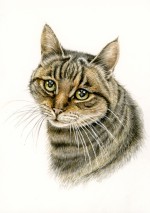 Tabby cat watercolour painting Tabby cat watercolour painting
