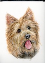 Yorkshire Terrier Painting Yorkshire Terrier Painting