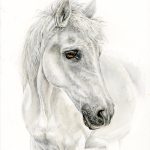 White Grey Horse watercolour painting White Grey Horse watercolour painting